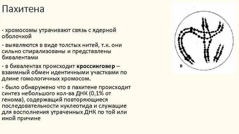 Обмен хромосом
