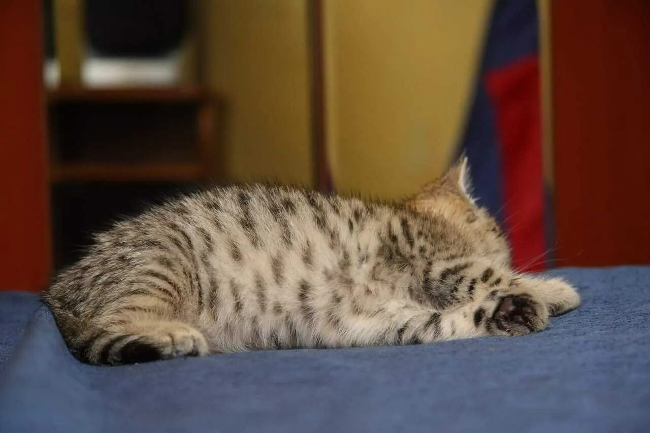 Котенок окраса табби. Кот табби макрель. британская кошка табби. британец браун табби. британская серебристый табби макрель тигровый.