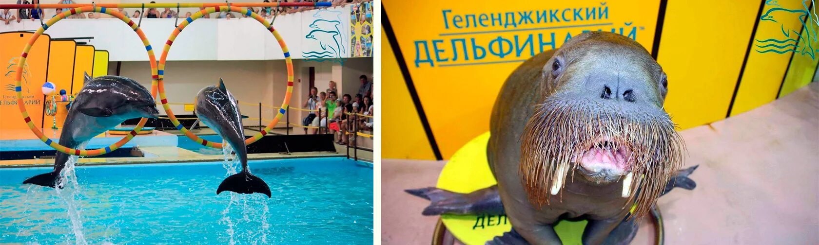 Геленджикский дельфинарий расписание. Дельфинариум в геленджике. Расписание дельфинария. Расписание дельфинария. Дельфинариум в геленджике.