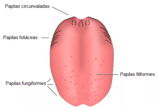 На кончике языка расположены рецепторы чувствительные к. Вкусовые рецепторы на языке. Препарат листовидных сосочков языка со вкусовыми луковицами.