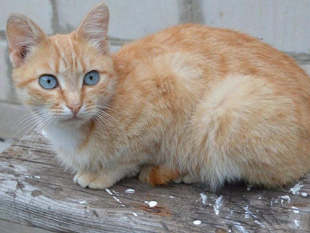 Кошка окрас серо бело рыжий. Порода Охос азулес. Охос азулес кошка. Порода котов Охос азулес. Порода Охос азулес рыжий.