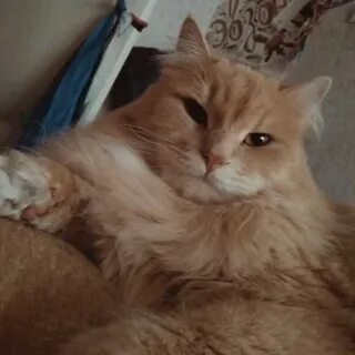 Фамилия персиков