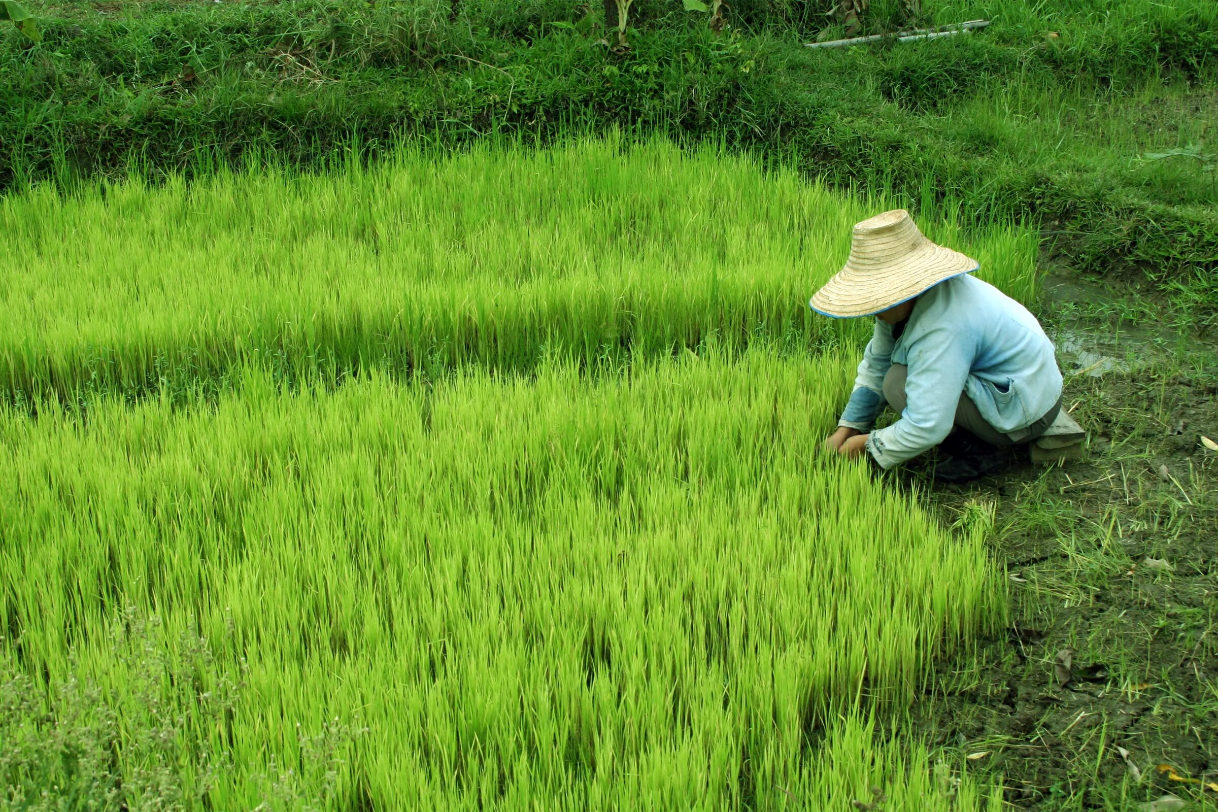 They rice in the fields