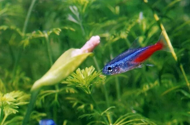 неон рыба. неон голубой аквариумная рыбка. аквариумные рыбки неончики живородящие. рыбка расбора галактика. рыбки неоны и данио.