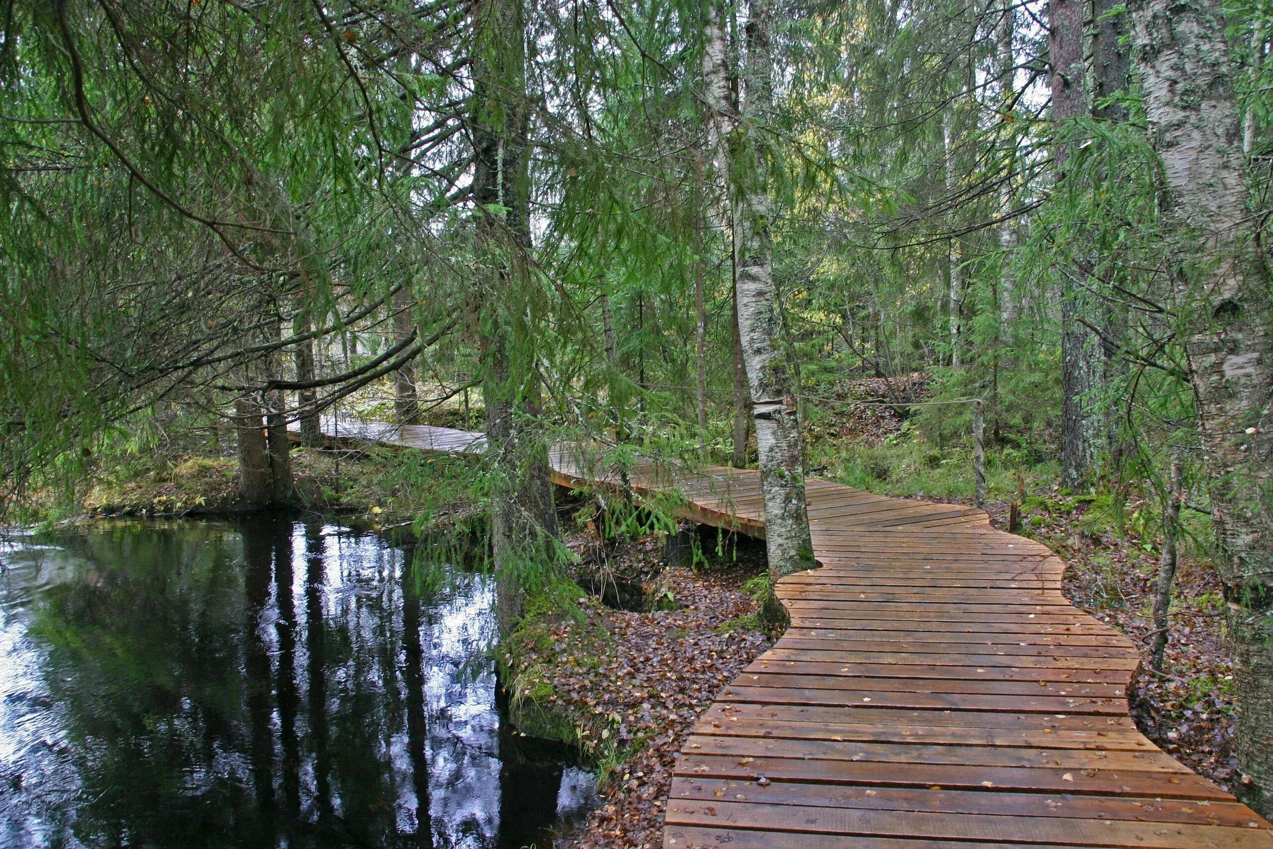 Тропы карелии. Водопады ахвенкоски экотропа. эко тропа водопад ахвенкоски. эко тропа в карелии.