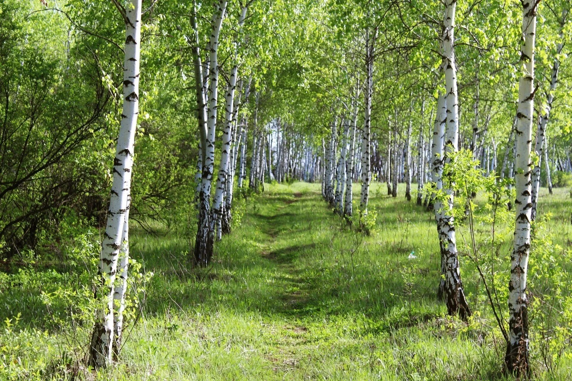 В лесу под березами были