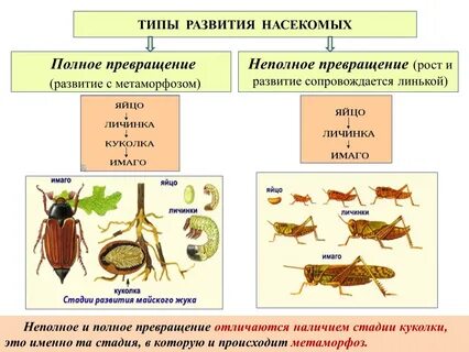 Непрямое оплодотворение