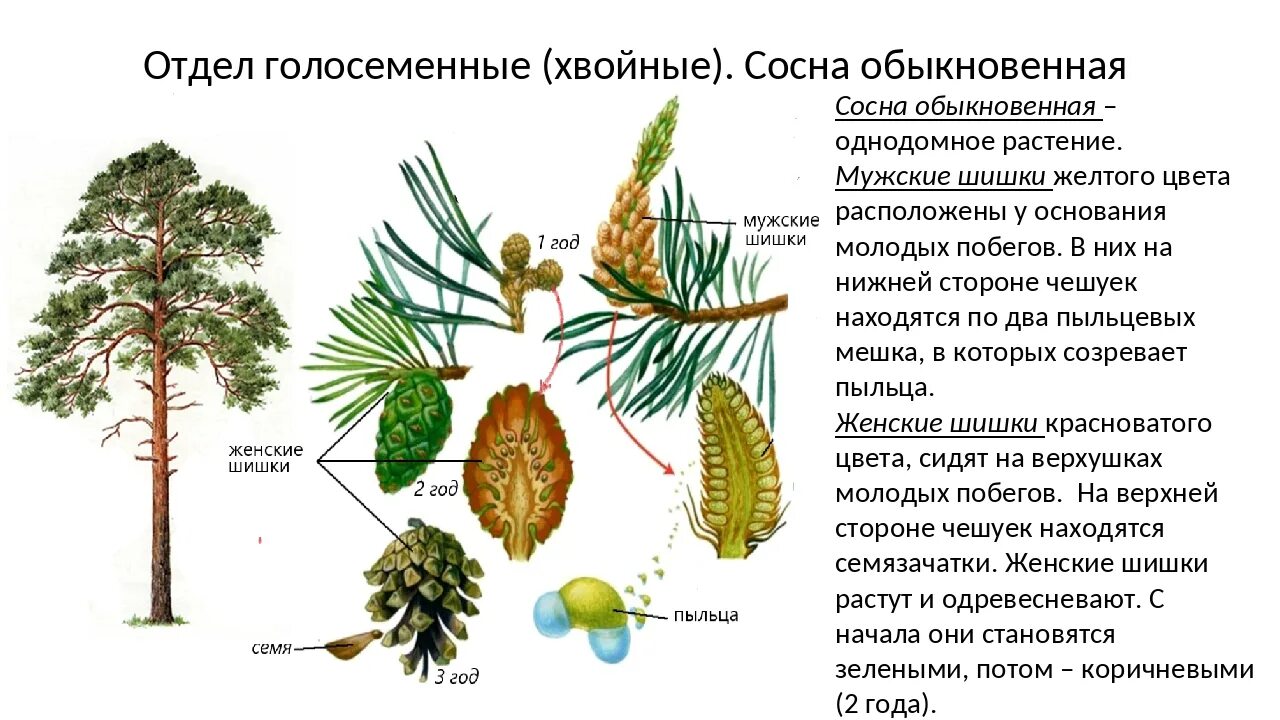 Голосеменные сосна обыкновенная. Отдел Голосеменные сосна обыкновенная. Классификация голосеменных схема. Голосеменные хвойные строение. Усложнение организации голосеменных