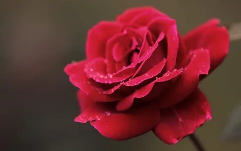 Pink rose red