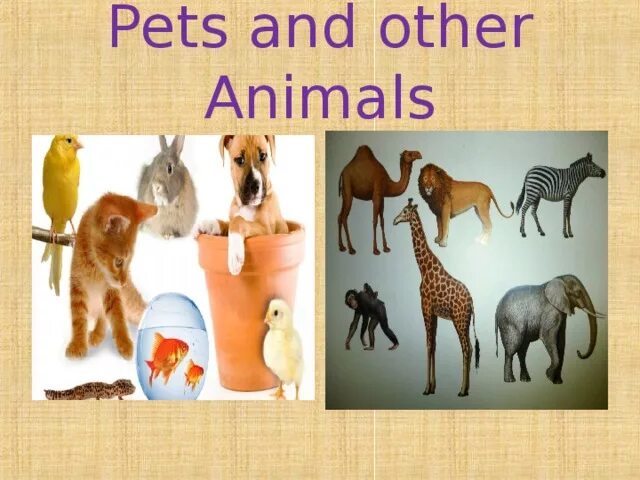 Pets and other animals 3 класс Верещагина. Pets and other animals. Тема Pets and other animals. Презентация Pets and other animals. Pets презентация