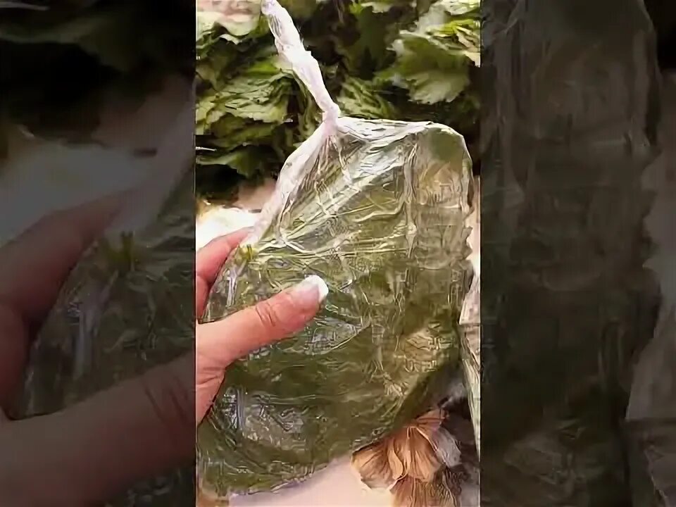 Можно заморозить листья винограда. Можно заморозить листья винограда