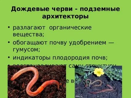 Виды земляных червей