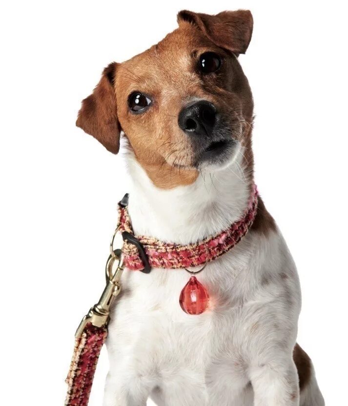 Make pets