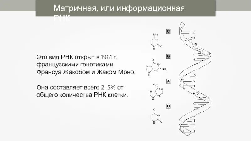Схема строения всех видов РНК. Схема строения информационной РНК. Схема структуры РНК. Матричная РНК И информационная РНК.