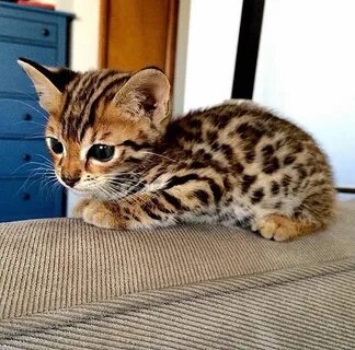 Маленькие домашние кошки