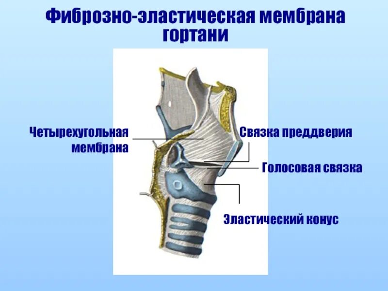 Гортань впр. Фиброэластическая мембрана гортани. Чутырехугольнаямембрана гортани. Четырехугольная мембрана гортани анатомия. Эластическая перепонка гортани.