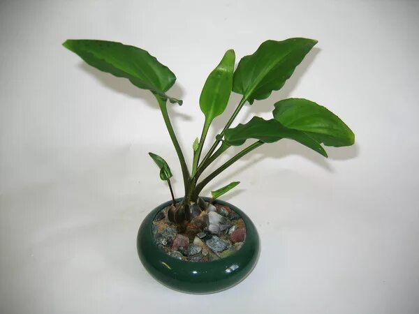 Цикламен персидский (Cyclamen persicum)