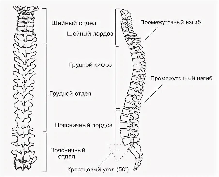 Позвоночный столб определение. Позвоночный столб анатомия строение. схема строения позвоночного столба. изгибы позвоночного столба схема. позвоночный столб вид сзади.