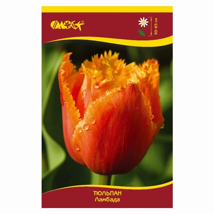 Ламбада описание сорта. Тюльпан tulipa lambada. тюльпан бахромчатый ламбада. тюльпан сорт ламбада. тюльпан бахромчатый брисбен (10 шт.).