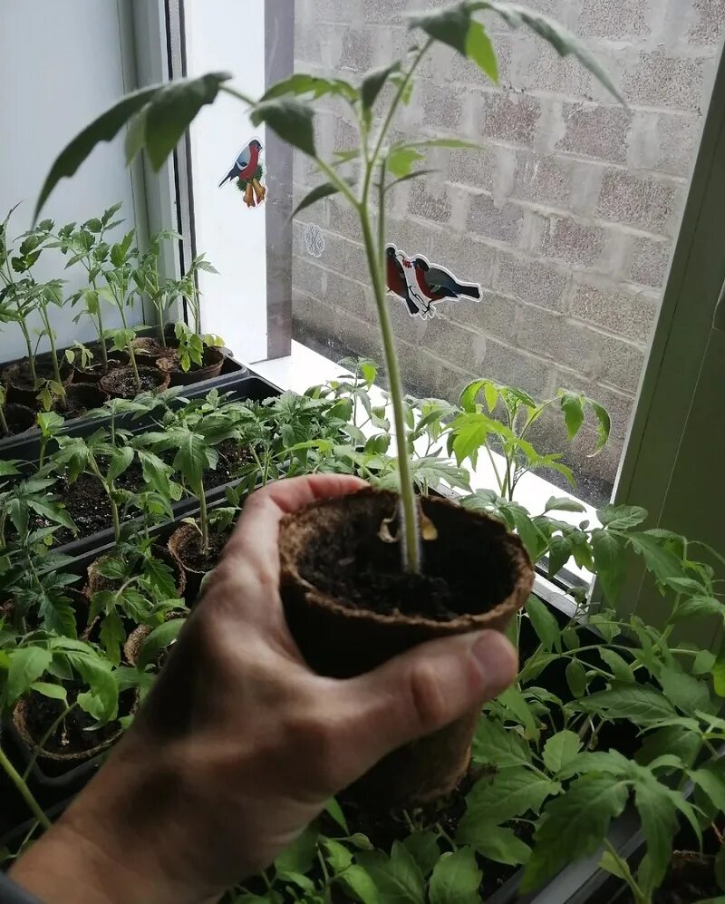 Когда пересаживать рассаду помидор в горшки
