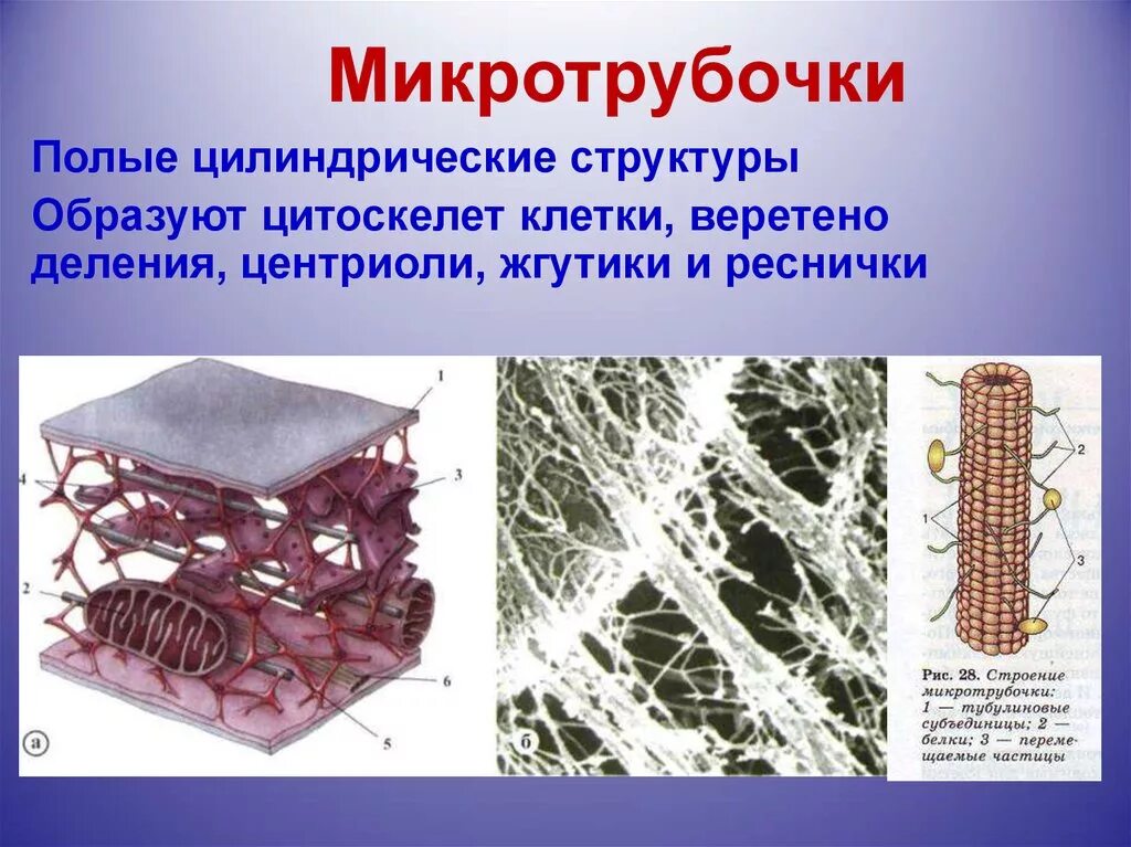 Строение клетки микротрубочки. Цитоскелет эукариотической клетки. Цитоскелет эукариот строение. Цитоскелет клетки какой органоид