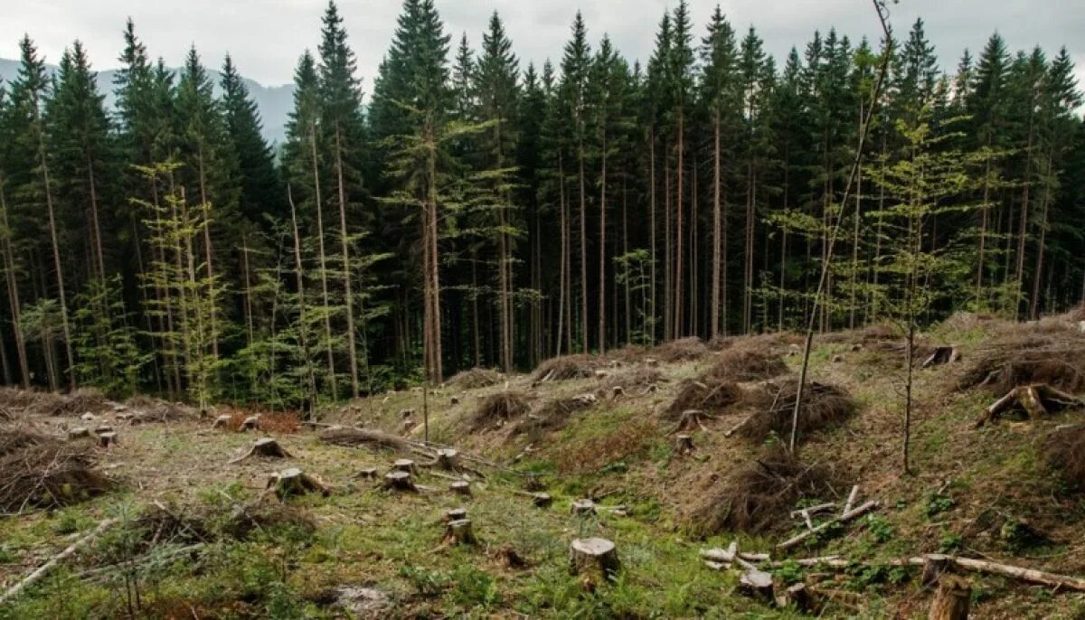 Любишь рубить, люби и восстанавливать - МК Иркутск