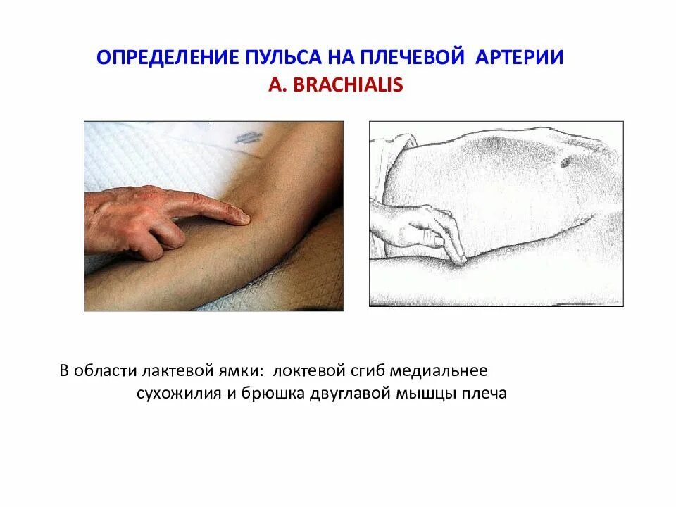 Определить пульс алгоритм. Измерение пульса на плечевой артерии. пульс на плечевой артерии. исследование пульса на бедренной артерии. исследование пульса на плечевой артерии.