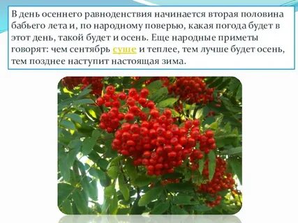 Сколько живет рябина