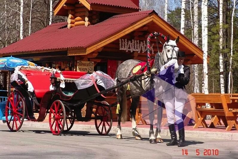 Новосибирский зоопарк катание на лошадях. Конный спорт в Дмитрове. КСК Гармония Дмитровский район. Повозка для катания детей. Кск гармония