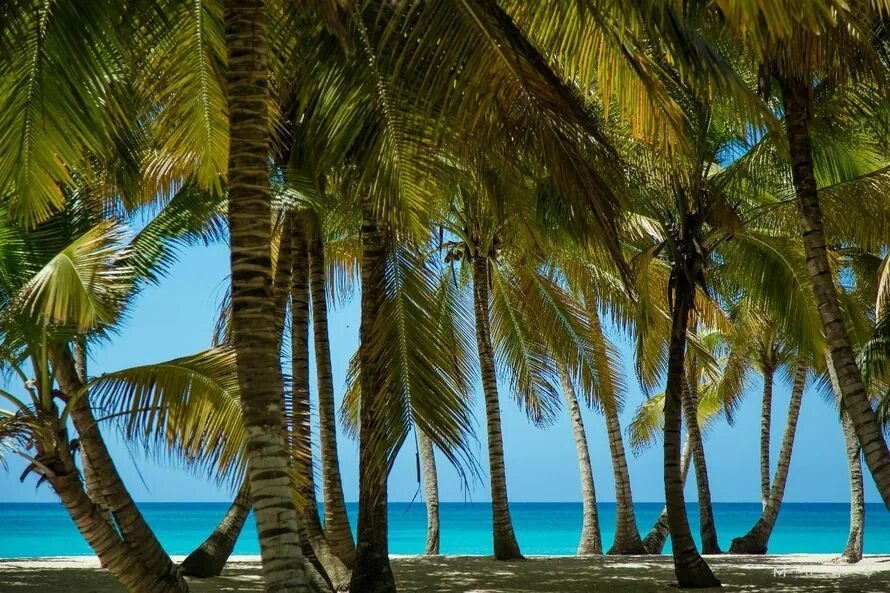 Dominikanische Republik Urlaub Urlaubsguru Saona island, Mexico vacation, Caribb