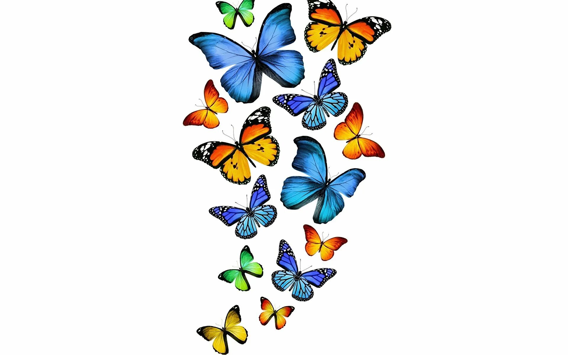 Разноцветные бабочки. Бабочки на просроченном фоне. Бабачкина прозрачном фоне. Бабаочкинапрозрачномфоне.