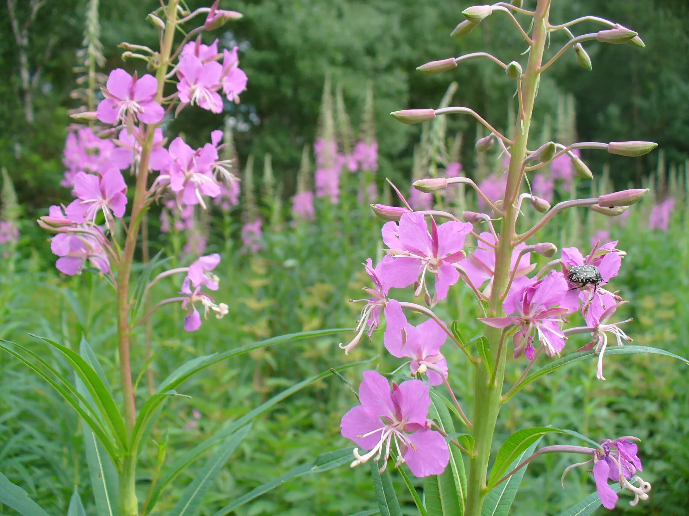 Онагра растение. Clarkia unguiculata. Цветок семейства кипрейных 6 букв. Кипрей розовый. Цветок семейства кипрейных 6 букв.