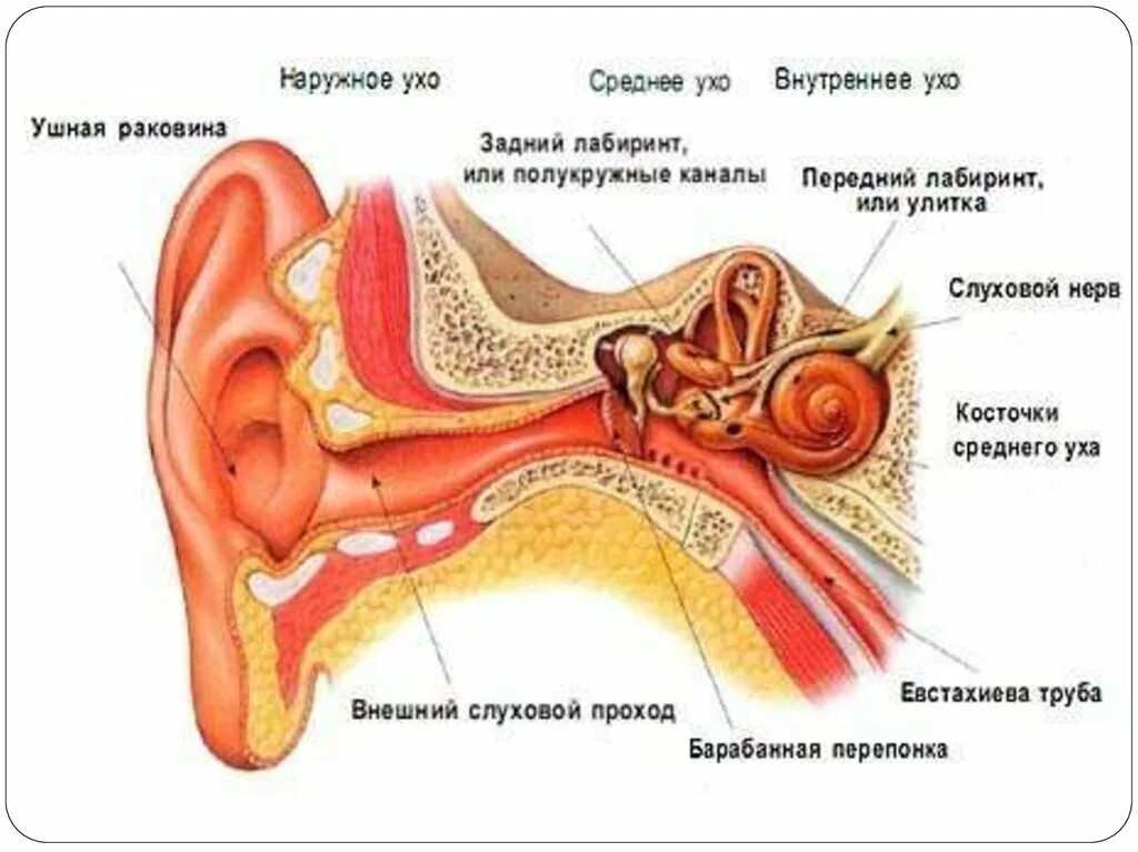 Ушная раковина какой отдел. Слуховой анализатор строение уха. Строение уха наружное среднее внутреннее. Строение ухо и вестибулярный аппарат. Строение уха и вестибулярного.