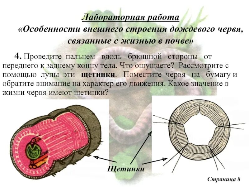 Тело дождевого червя имеет. Дождевой червь строение щетинки. Функции щетинок у дождевого червя. Внешнее строение дождевого червя. Щетинки дождевых червей.