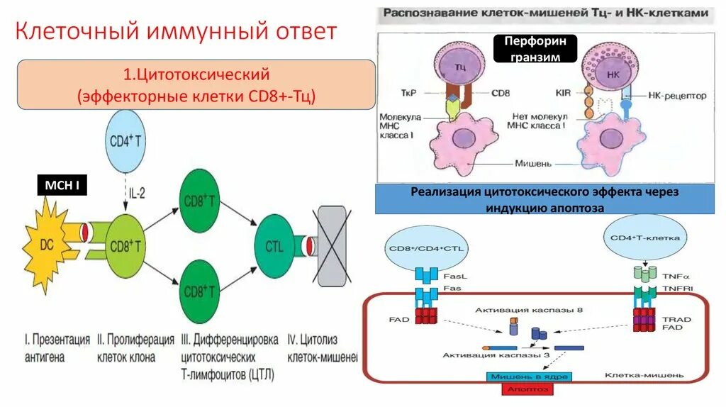 Схема цитотоксического клеточного иммунного ответа. Адаптивный иммунный ответ схема. Клеточный иммунный ответ т-лимфоциты. Воспалительный клеточный адаптивный иммунитет.