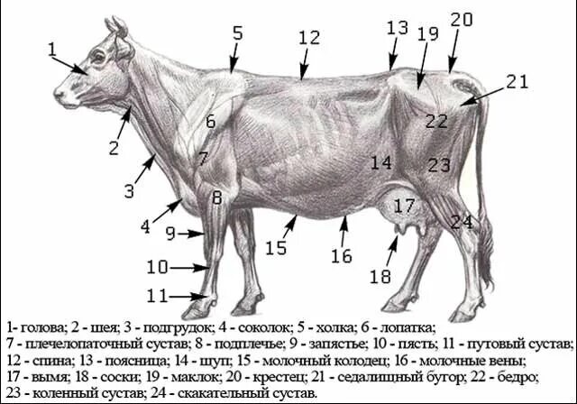 Можно ли считать крупный рогатый скот промежуточным. Строение органов КРС. Туловище коровы строение. Строение КРС анатомия. Анатомия задних конечностей коровы.