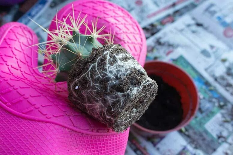 как пересадить кактус. пересаживание кактусов. пересаживание кактусов. пересадить кактус. как пересадить кактус в другой.