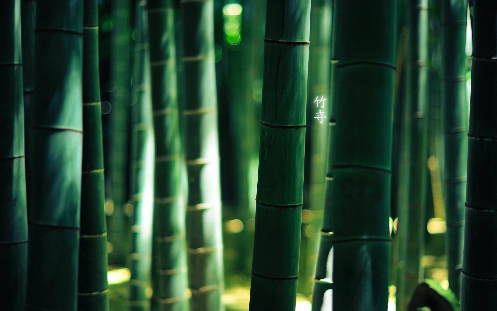Серебристый бамбук, Bamboo Green, Bambusgruen. Бамбуковый лес Сагано. Бамбук Эстетика Китай. Бамбуковые заросли.