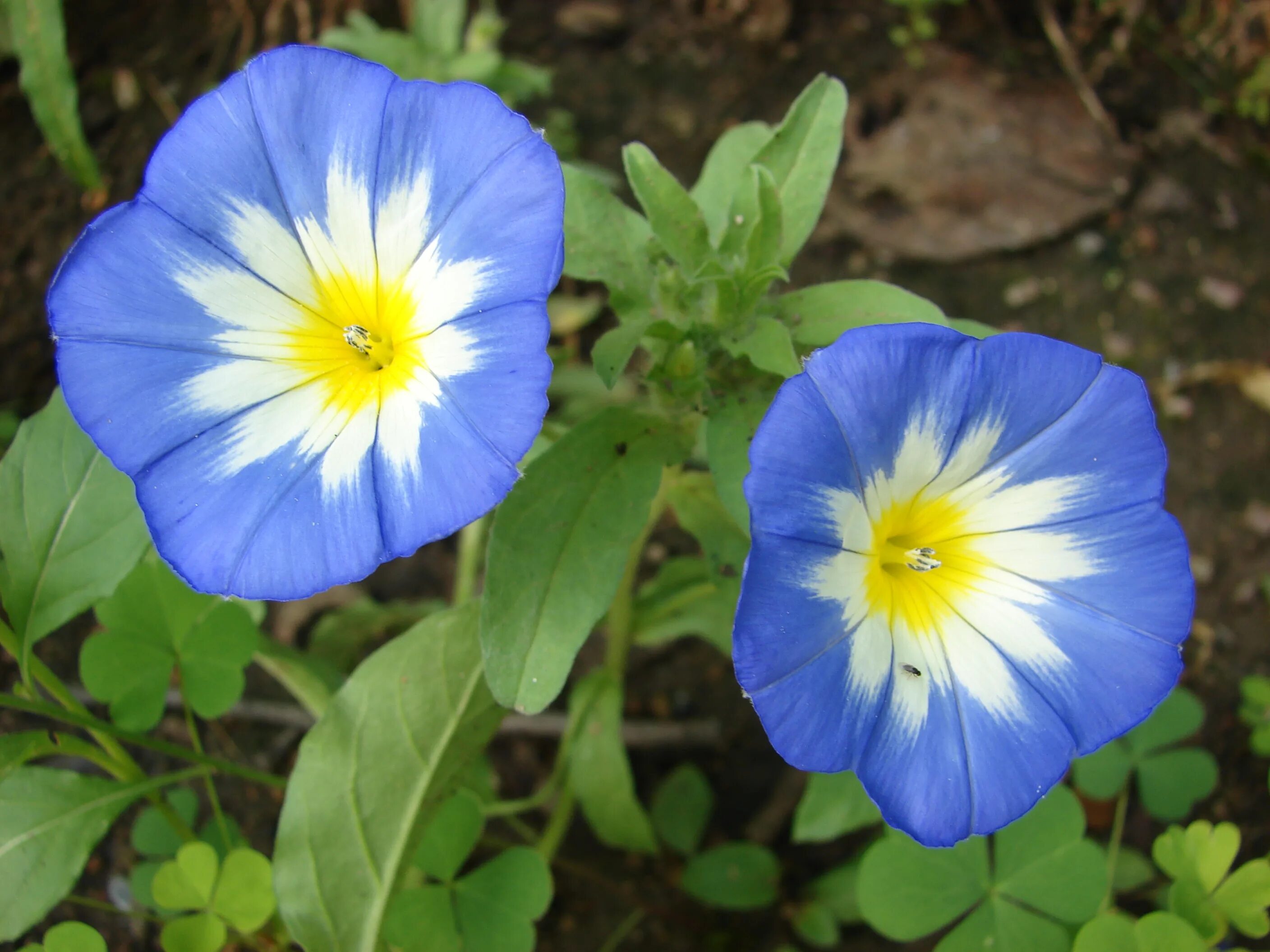 Ипомея трехцветная картинки. Вьюнок трехцветный Convolvulus Tricolor. Вьюнок Конвольвулюс Блу. Ипомея Пикоти синяя. Вьюнок Конвольвулюс трехцветный голубой.