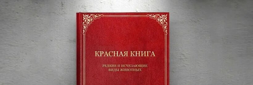 Красная книга фото. Международная красная книга как выглядит её обложка. Как выглядит красная книга России фото. Книжка субъект России.