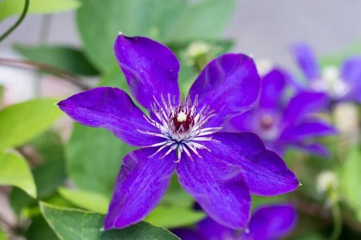 File:Clematis 'Viola' 01.jpg - Wikimedia Commons