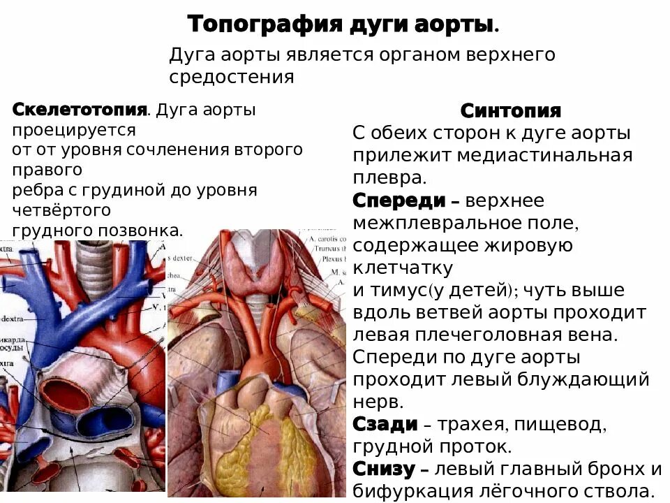 Топографическая анатомия грудной аорты, легочного ствола.. Голотопия грудной аорты. Скелетотопия грудной части аорты. Дуга аорты и ее ветви топографическая анатомия.