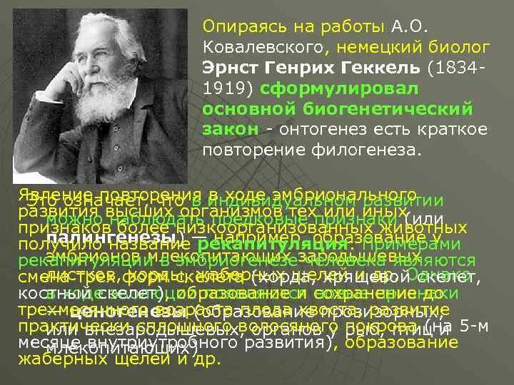 Теория гастреи э геккеля. Немецкий биолог э геккель писал в 1904. Немецкий биолог э геккель писал в 1904. Геккель биолог. Немецкий биолог э геккель писал в 1904.
