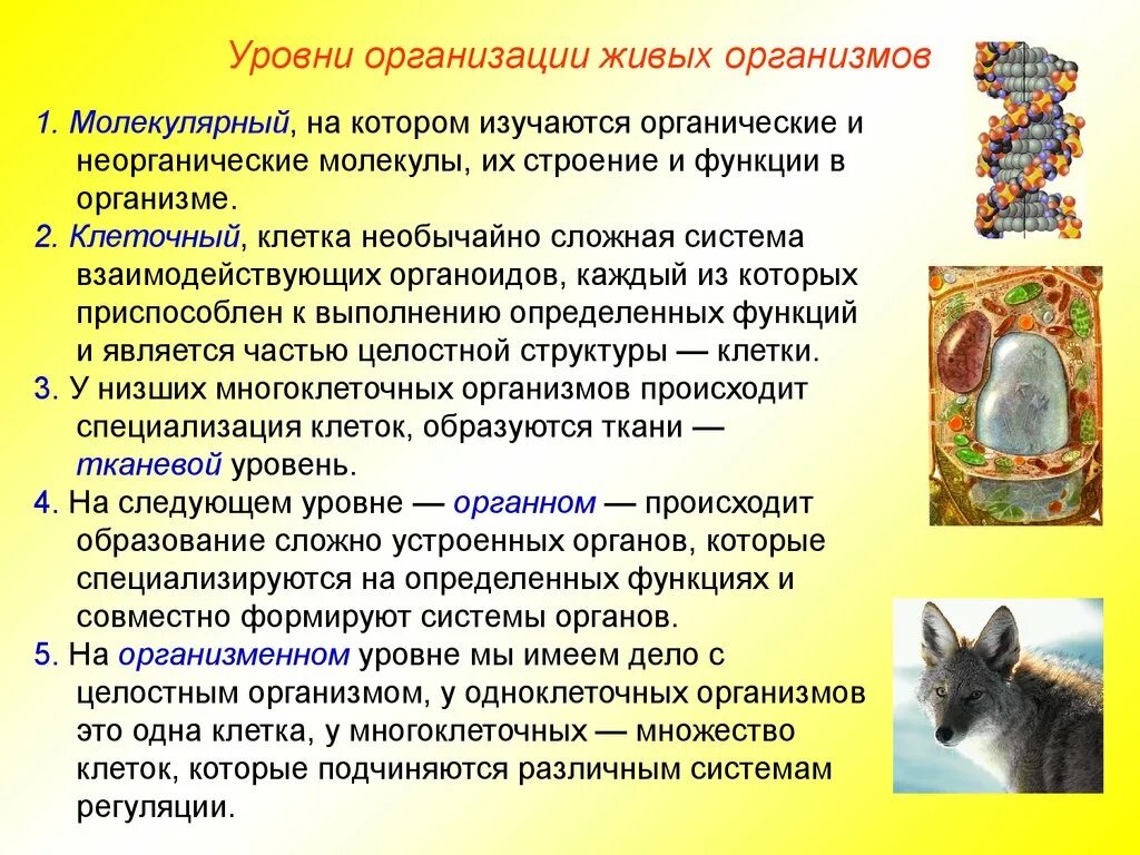 Уровни организации жизни анатомия. Уровни организации живого 5 класс биология. Уровень организации животной клетки. Уровни организации орга. Уровень организации тела