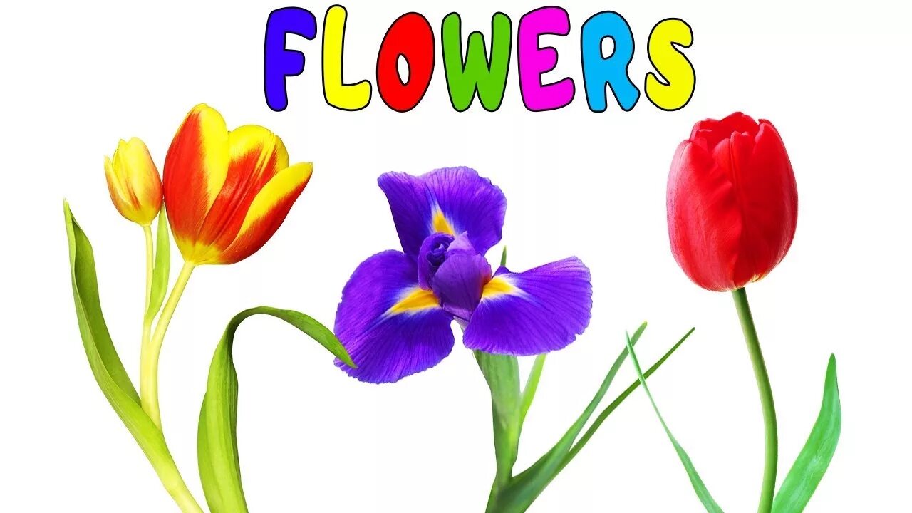 Цветы для детей. Карточки с изображением цветов. Цветы картинки для детей. Цветы картинки для дошкольников.
