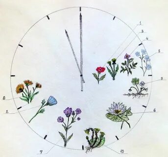 Ритма растения