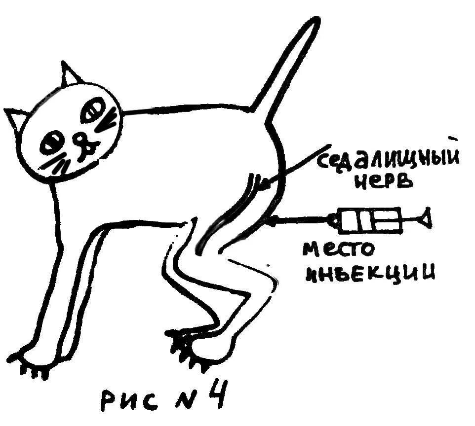 Куда поставить укол коту внутримышечно. Куда делать укол кошке внутримышечно схема. Внутримышечный укол кошке схема. Как ставить укол кошке внутримышечно в бедро.