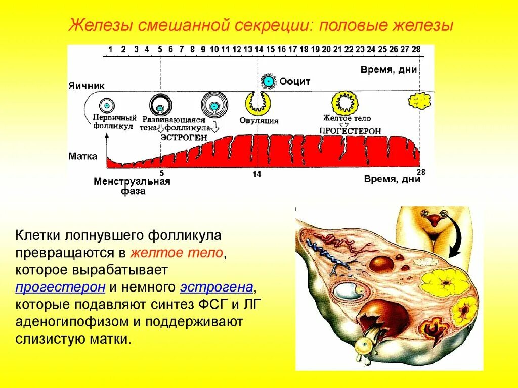 Что вырабатывают яичники. Гормоны желтого тела яичников. Желтое тело прогестерон. Яичники железы смешанной секреции. Жёлтое тело секретирует гормон.