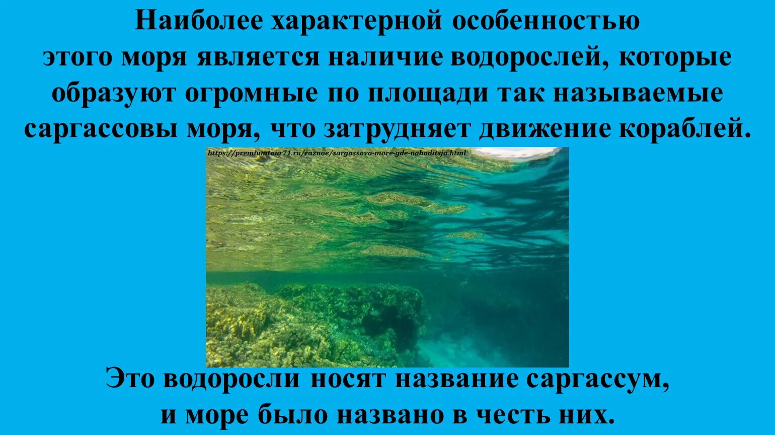 Презентация на тему Саргассово море. Саргассово море водоросли. Саргассово море и Бермудский треугольник на карте. Саргассово море интересные факты.