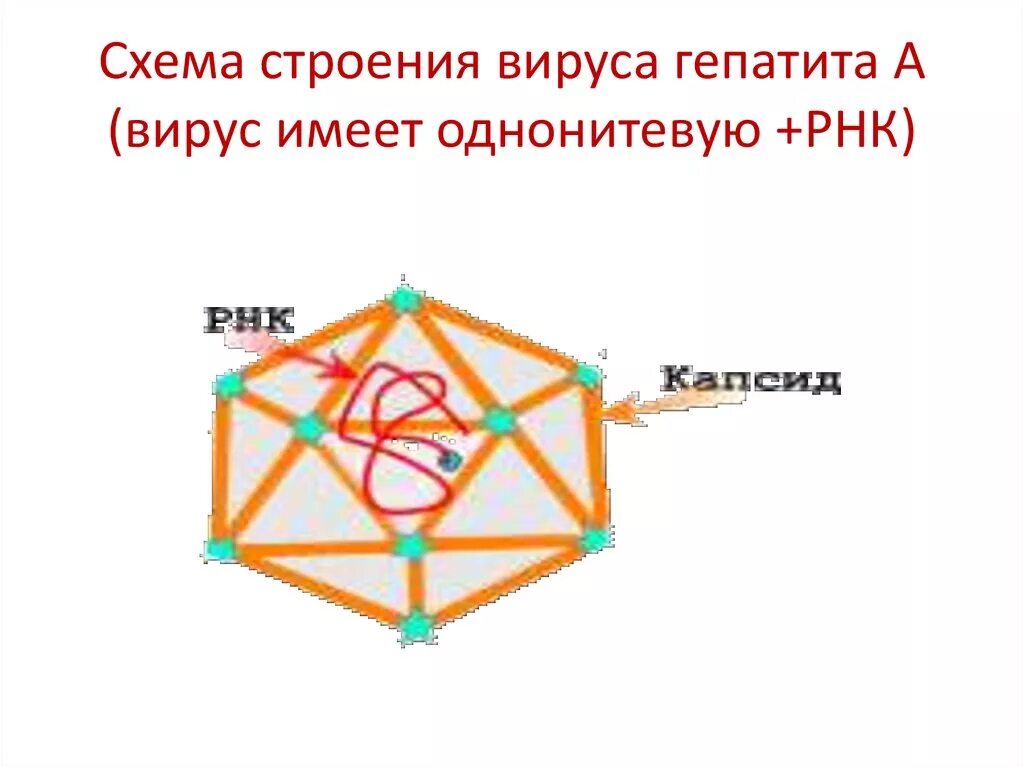 Схема строения вируса гепатита е. Схема гепатита а. Схема строения гепатита а. Схема гепатита а. Строение вируса гепатита в.